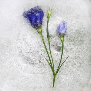 Sue Nash-Frozen Spring-10