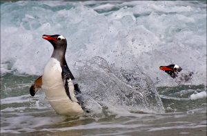 gentoo-penguins-surfing-eddy-lane