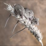 Jean Brooks-Three Sighted Mice