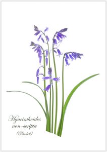 botanicals-bluebells-lorna-brown