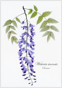 wisteria-pdi