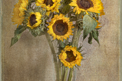 Lorna-Brown-Sunflowers-9