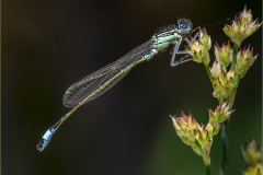 David-Harris-Blue-Tailed-Damselfly-Sun-Bathing-9.5