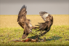 Ian-Roberts-Common-Buzzards-Fighting-9.5