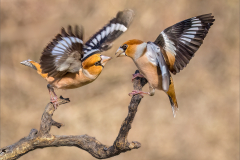 Ian-Roberts-Hawfinch-Argument-10