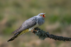 Jim-Munday-Cuckoo-Eating-Mealworm-10