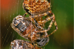 John-Larry-Araneus-Diadementus-with-Food-Sacs-9