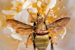 Rob-Kuhner-Golden-Carpenter-Bee-10