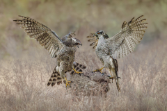 Goshawk Confrontation