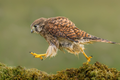 Wet Kestrel Walking