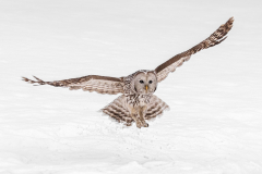 Julia-Wainwright-Ural-Owl-Flying-Low-9.5