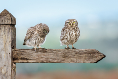Julia-Wainwright-Wild-Little-Owls-Seeking-Direction-10.0