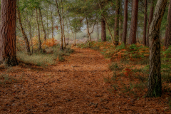 Peter-Jones-Stedham-Common-10.0