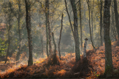 Richard-Paterson-Autumn-Dewdrops-9.0
