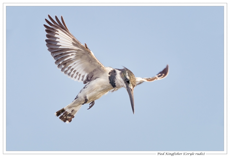 Phil_Shaw-Pied_Kingfisher-10