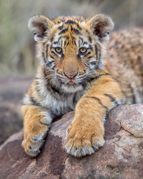 Phil_Shaw-Tiger_Cub_Portrait-9
