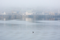 Linda-Bullimore-Misty-Stromness-and-Duck-9