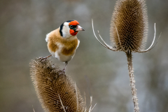 Goldfinch on Teasel