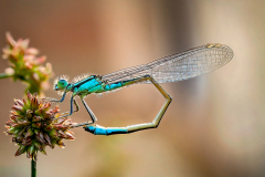 David-Harris-Damselfly-Pre-Mating-9.5