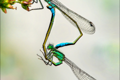 David-Harris-Ischnura-Elegans-Mating-9