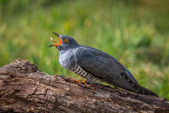 Jim-Munday-Male-Cuckoo-Feeding-10