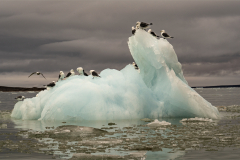 Sarah-Nichol-An-Occupied-Iceberg-9