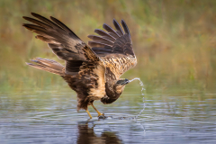 Julia-Wainwright-Marsh-Harrier-Drinking-10