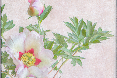 Lorna-Brown-Tree-Peony-9