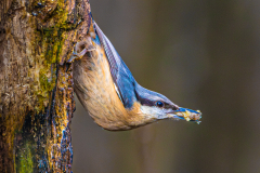 Nuthatch