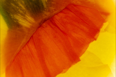 David-Harris-Pressed-Tete-A-Tete-Narcissus-9.5