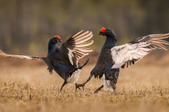 Grouse dispute on Wet Marsh