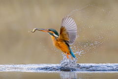 Kingfisher emerging with fish