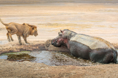 Lion startled by Hippo