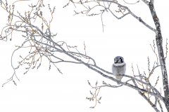 Julia-Wainwright-Hawk-Owl-in-Willow-Tree-10.0