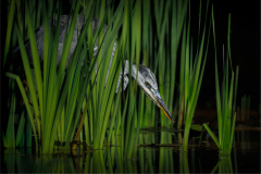 Julia-Wainwright-Heron-Lurking-in-the-Reeds-9.0