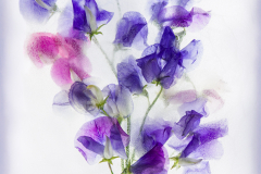 Lorna-Brown-Sweet-Peas-10.0