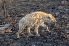 Peter-Rocchiccioli-Hyena-on-the-Prowl-10.0
