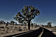 Phoebe-Hamilton-Joshua-Tree-9