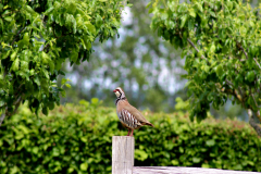 Phoebe-Hamilton-Partridge-on-Post-9.5