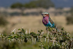 Robin-Alvarez-Lilac-Breasted-Roller-10.0
