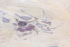 Colin-Bullimore-Sandy-Beachdog-9.0