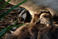 Kim-Algar-Awakening-Light-9.0