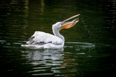 Chris-Worsley-A-Good-Catch-9