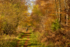 Chris-Worsley-Autumnal-Glory-9