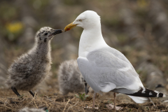 Birds - Herring Guill Chicks-006