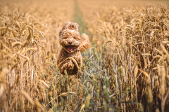 Clifford-Thomas-Camoflage-10