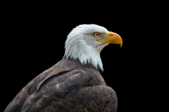 David-Pritchard-Unblinking-9.5