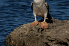 Richard-Webb-Australasian-Darter-9