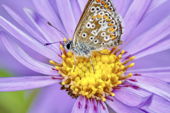 Angela-Wright-Sunbathing-Common-Blue-9.5