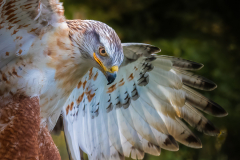 Ferruginous Hawk